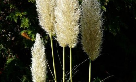 La fleur de pampa : la plante idéale pour votre décoration d’intérieur