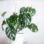 monstera adansonii
