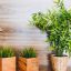 Intégrer les plantes artificielles pour votre intérieur