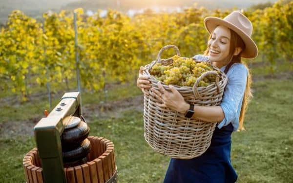 Le digital : vers une révolution silencieuse dans le monde du vin ?