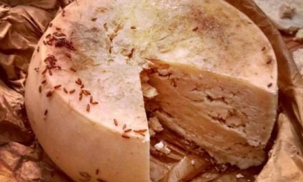 Exploration du fromage casu marzu : Une aventure inoubliable en Corse