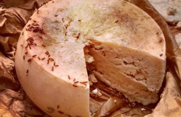 Exploration du fromage casu marzu : Une aventure inoubliable en Corse