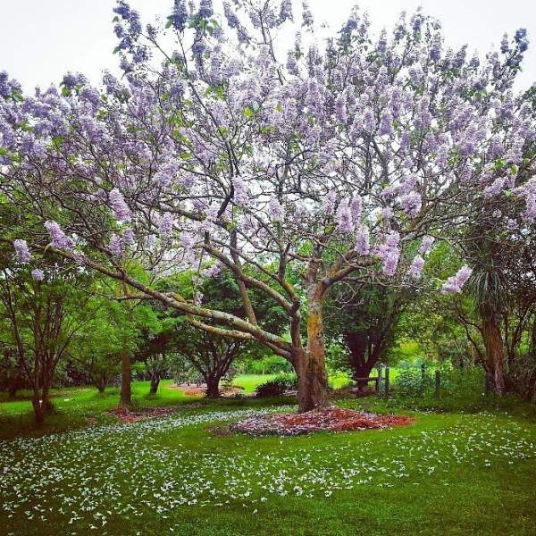 paulownia tomentosa inconvénients