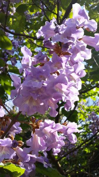 paulownia tomentosa inconvénients