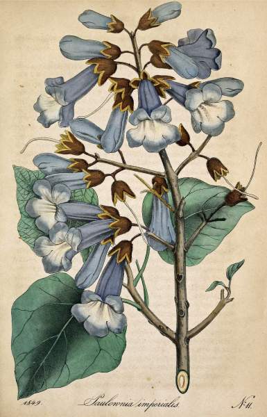 paulownia tomentosa inconvénients