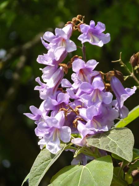 p. tomentosa