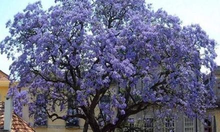 Paulownia tomentosa : bien peser les inconvénients avant de planter l’arbre impérial