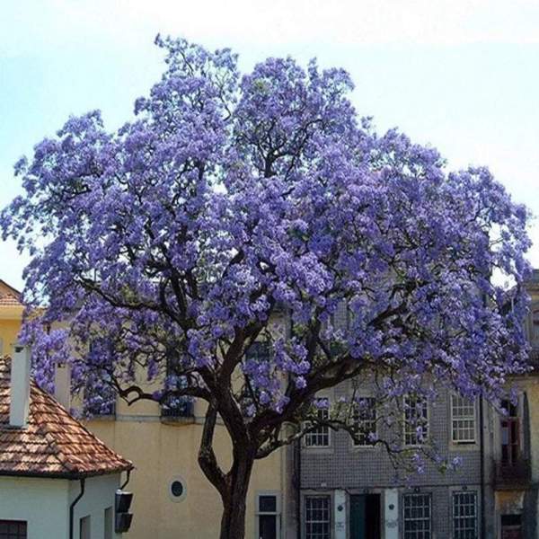 paulownia tomentosa inconvénients