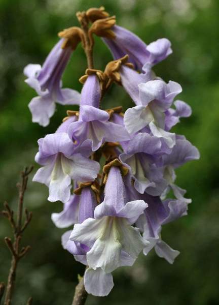 paulownia tomentosa inconvénients