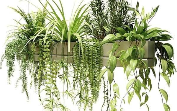 Les fleurs artificielles : une bonne alternative pour les personnes souffrant de rhume des foins ?