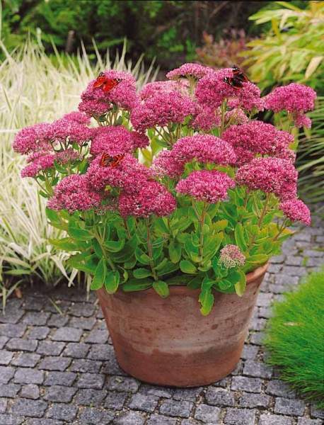 Plantes adaptées balcon soleil