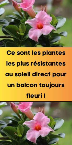 Idées de plantes balcon soleil