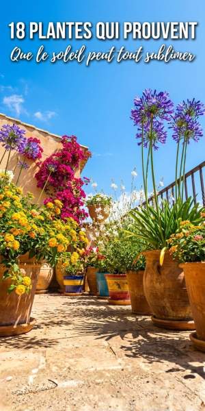 Idées de plantes balcon soleil