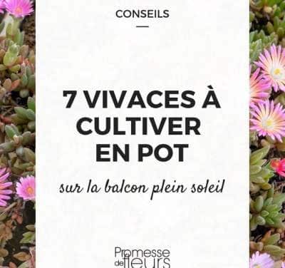Quelle plante choisir pour un balcon en plein soleil ?