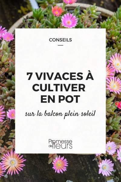 Plantes pour balcon ensoleillé