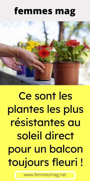 Plantes pour balcon ensoleillé