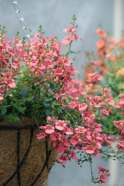 Plantes adaptées balcon soleil