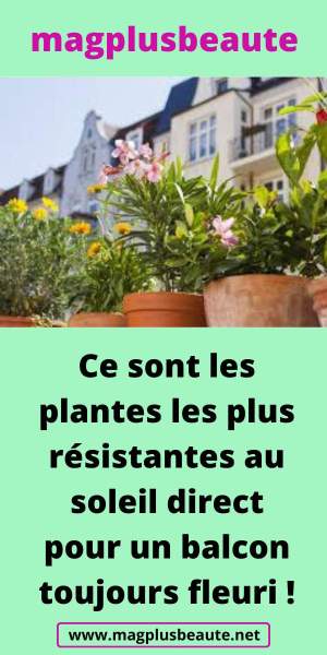 Choix de plantes plein soleil