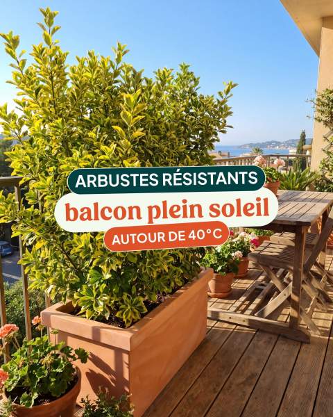 Plantes adaptées balcon soleil