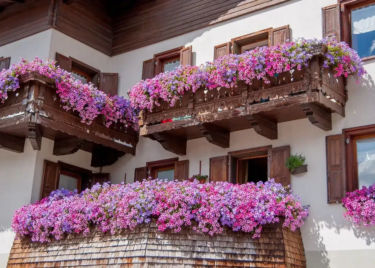 Idées de plantes balcon soleil